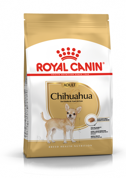 Chihuahua Adulto